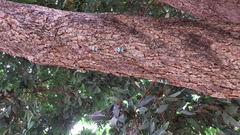 Pyrops candelaria