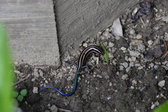 Plestiodon finitimus