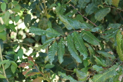 Cupaniopsis newmanii