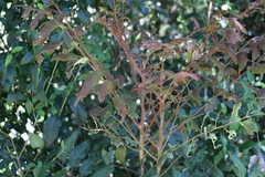 Cupaniopsis newmanii