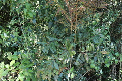 Cupaniopsis newmanii