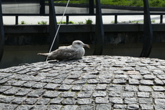 Larus