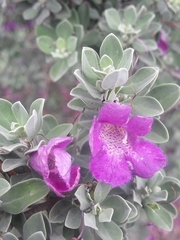 Leucophyllum frutescens