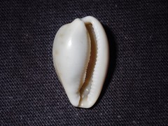 Notocypraea dissecta