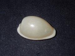 Notocypraea dissecta