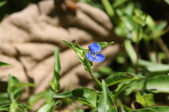 Commelina cyanea