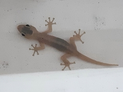 Phyllodactylus reissii