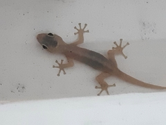 Phyllodactylus reissii
