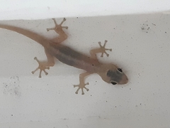 Phyllodactylus reissii