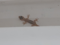 Phyllodactylus reissii