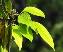 Syzygium tierneyanum