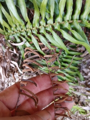 Blechnum punctulatum punctulatum