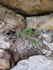 Blechnum punctulatum punctulatum