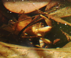 Cryptopotamon anacoluthon