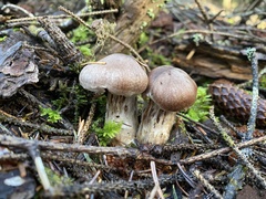 Cortinarius sordidemaculatus