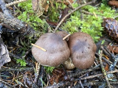 Cortinarius sordidemaculatus