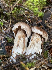 Cortinarius sordidemaculatus