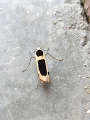 Thysanoptyx