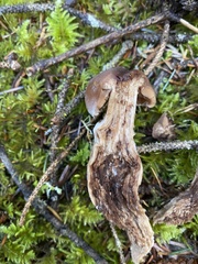 Cortinarius sordidemaculatus