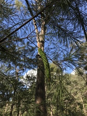 Coequosa triangularis