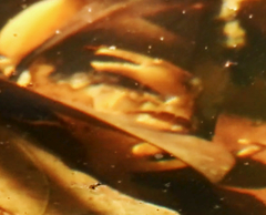 Cryptopotamon anacoluthon