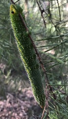 Coequosa triangularis