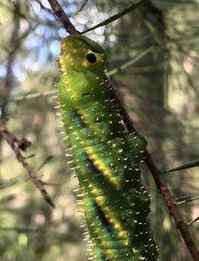 Coequosa triangularis
