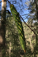 Coequosa triangularis