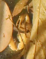 Cryptopotamon anacoluthon