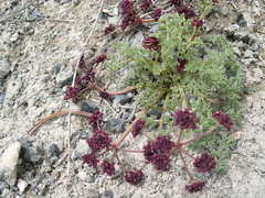 Lomatium cuspidatum