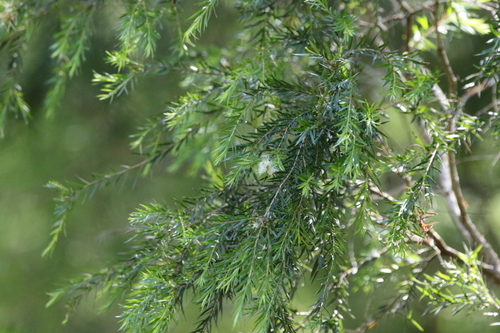 Image of Melaleuca bracteata by (c) Greg Tasney, some rights reserved (CC BY-SA)
