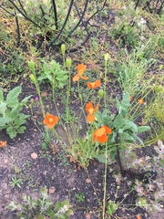 Papaver californicum