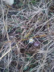 Symphyotrichum depauperatum