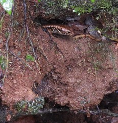 Silvascincus murrayi