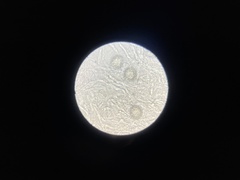 Genea