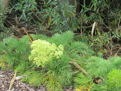 Aciphylla dieffenbachii