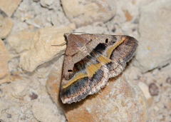 Acantholipes regularis