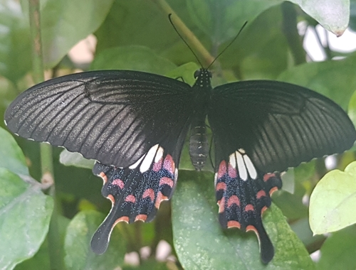 Common Mormon Swallowtail, photo 4 of 8