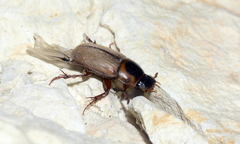 Bodilus gregarius