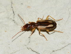 Cymindis decora