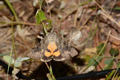 Catocala neonympha