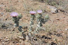 Cousinia onopordioides