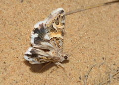 Drasteria pseudopicta