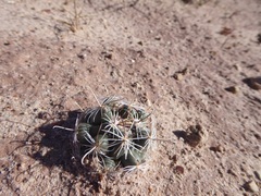 Sclerocactus wrightiae