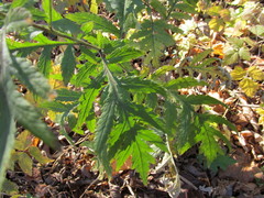 Tanacetum macrophyllum