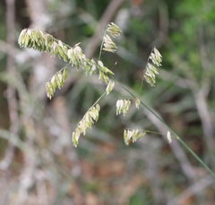 Melica nitens
