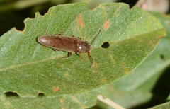 Synaptus filiformis