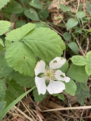 Rubus roribaccus