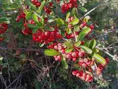 Pyracantha crenatoserrata