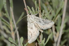 Enterpia picturata